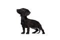 Portrait of black dachshund dog training isolated on white studio background. Concept of motion, pets love, animal life