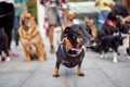 Portrait of a black dachshund walking