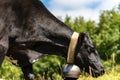 Black dairy cow with cowbell - Alps Italy Royalty Free Stock Photo