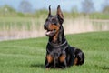 Portrait of black dobermann Royalty Free Stock Photo
