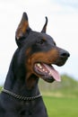 Portrait of black dobermann Royalty Free Stock Photo