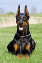 Portrait of black dobermann Royalty Free Stock Photo