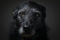 Portrait of a black dog against a black backdrop Royalty Free Stock Photo