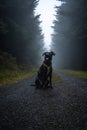 Portrait of black dog in the atmospheric road in the middle of woods.