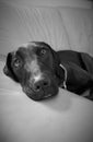 Portrait of a black dog Royalty Free Stock Photo