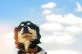 Portrait of a black dog on a blue sky background. domestic pet, animal. place for text. copyspace Royalty Free Stock Photo