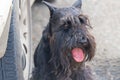 Portrait of a black dog breed Zwergschnauzer Royalty Free Stock Photo