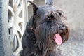 Portrait of a black dog breed Zwergschnauzer Royalty Free Stock Photo