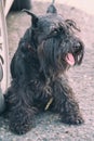 Portrait of a black dog breed Zwergschnauzer Royalty Free Stock Photo