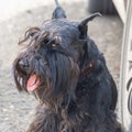 Portrait of a black dog breed Zwergschnauzer Royalty Free Stock Photo