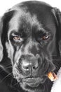 A dog of the Labrador retriever breed with treats in its mouth. Portrait of a black dog Royalty Free Stock Photo