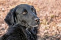 Portrait of a black dog with hanging ears on a blurry background_