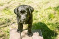 Labrador puppy on a background of green grass. Portrait of a black dog Royalty Free Stock Photo