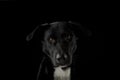 PORTRAIT OF A BLACK DOG LOOKING AT CAMERA WITH SERIOUS EXPRESSION AND YELLOW EYES. ISOLATED AGAINST BLACK BACKGROUND. Royalty Free Stock Photo