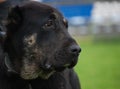 Portrait Black Dog looking right Royalty Free Stock Photo