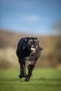 Portrait of a black dog running fast outdoo Royalty Free Stock Photo