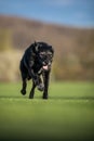 Portrait of a black dog running fast outdoo Royalty Free Stock Photo