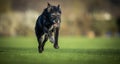 Portrait of a black dog running fast outdoor Royalty Free Stock Photo