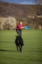 Black dog running fast outdoors, playing with frisbee