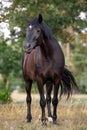 Black draft mare horse standing free in field in summer