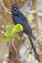 Portrait of Black drongo, Dicrurus macrocercus perching on tree twig Royalty Free Stock Photo