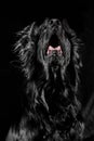 Portrait of black flat-coated retriever isolated on dark black studio background Royalty Free Stock Photo