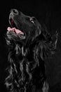 Portrait of black flat-coated retriever isolated on dark black studio background Royalty Free Stock Photo