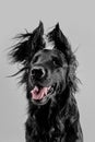 Portrait of black flat-coated retriever isolated on white studio background Royalty Free Stock Photo