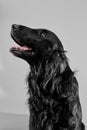 Portrait of black flat-coated retriever isolated on white studio background Royalty Free Stock Photo