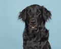 Portrait of a flatcoat retriever dog on a blue background Royalty Free Stock Photo