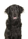 Portrait of a black flatcoat retriever dog isolated on a white b Royalty Free Stock Photo