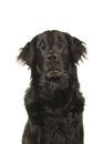 Portrait of a black flatcoat retriever dog looking up isolated Royalty Free Stock Photo