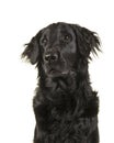 Portrait of a black flatcoat retriever dog looking up and sideways on a white background Royalty Free Stock Photo