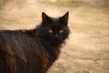 Portrait of black fluffy cat on the street. Close up of yellow eyes Royalty Free Stock Photo