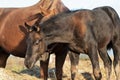 Portrait of  black   foal  with his chestnut mom  grazing together at paddock. close up. sunny autumn day Royalty Free Stock Photo