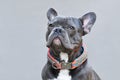 Portrait of black French Bulldog dog wearing a handmade paracord string collar