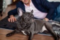 Portrait black French Bulldog Laying On Floor.