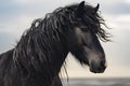 Portrait of black Fresian horse with curly mane