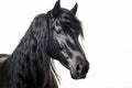 Portrait of black Fresian horse on white background Royalty Free Stock Photo