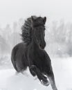 Portrait of a black friesian horse with the mane flutters on wind Royalty Free Stock Photo