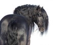 Portrait of a black friesian horse Royalty Free Stock Photo