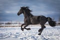 Portrait of a black friesian horse Royalty Free Stock Photo