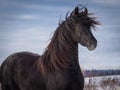 Portrait of a black friesian horse Royalty Free Stock Photo