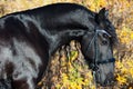 Portrait of black Frisian horse posing in beautiful location. close up Royalty Free Stock Photo