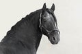 Portrait of a black Frisian stallion on a light background. Royalty Free Stock Photo