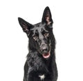 Portrait of a black german Shepherd panting and looking at the camera Royalty Free Stock Photo