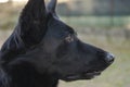 Portrait of black german shepherd pure breed dog Royalty Free Stock Photo