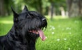 Portrait Of Black Giant Schnauzer Purebred Dog On Green Summer Background.