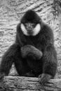 Portrait of black gibbon