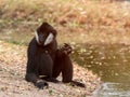Portrait of black gibbon white-cheeked gibbon sitting Royalty Free Stock Photo